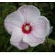 Hibiscus x moscheutos fireball, Hibiscus des marais