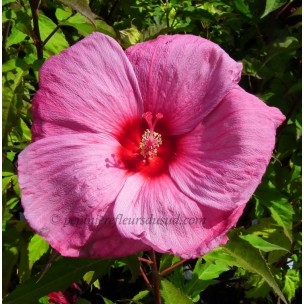 https://www.pepinierefleursdusud.com/541-thickbox_default/hibiscus-x-moscheutos-fireball-hibiscus-des-marais.jpg