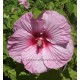 Hibiscus x moscheutos fireball, Hibiscus des marais