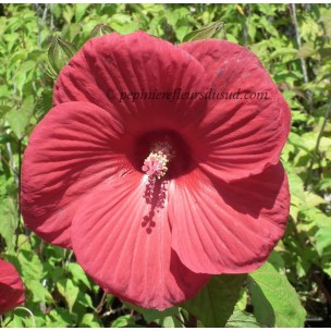 https://www.pepinierefleursdusud.com/544-thickbox_default/hibiscus-x-moscheutos-fireball-hibiscus-des-marais.jpg