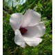 Alyogyne (Hibiscus) huegelli
