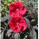 Hibiscus x moscheutos 'Griotte'