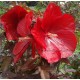 Hibiscus x moscheutos 'Griotte'