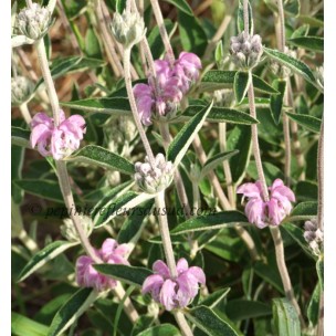 https://www.pepinierefleursdusud.com/553-thickbox_default/phlomis-fruticosa-le-sud.jpg