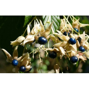 https://www.pepinierefleursdusud.com/557-thickbox_default/clerodendron-trichotonum.jpg
