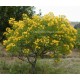 Cassia ou Senna corymbosa