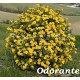 Cassia ou Senna corymbosa