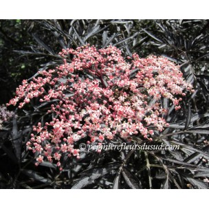 https://www.pepinierefleursdusud.com/561-thickbox_default/vitex-agnus-castus.jpg