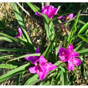 https://www.pepinierefleursdusud.com/571-thickbox_default/tradescantia-virginiana-fuchsia-ou-ephemere-de-virginie.jpg