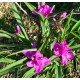 Tradescantia virginiana