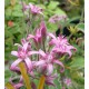 Tweedia coerulea ou Oxypetalum