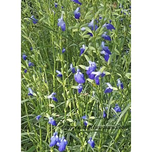 https://www.pepinierefleursdusud.com/585-thickbox_default/sauge-salvia-shell-dancer-.jpg