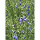 Sauge (Salvia) 'Shell Dancer'