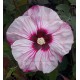 Hibiscus x moscheutos fireball, Hibiscus des marais