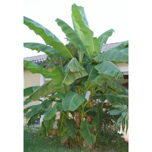 https://www.pepinierefleursdusud.com/594-thickbox_default/ensete-musa-bananier-ventricosum-maurelii.jpg