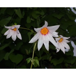 https://www.pepinierefleursdusud.com/596-thickbox_default/dahlia-imperialis-double-or-nothing-dahlia-imperial.jpg
