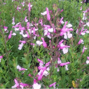 https://www.pepinierefleursdusud.com/597-thickbox_default/sauge-salvia-microphylla-hot-lips.jpg