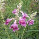 Caesalpinia gilliesii