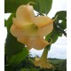 Brugmansia Angels Exotic
