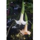 Brugmansia candida Angels Phanomena