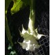 Brugmansia candida Angels Phanomena