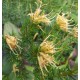Grevillea juniperina