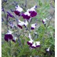 Sauge (Salvia) microphylla Hot Lips