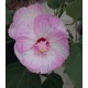 Hibiscus x moscheutos Robert Fleming, Hibiscus des marais