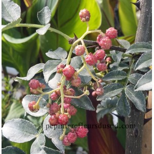 https://www.pepinierefleursdusud.com/636-thickbox_default/vitex-agnus-castus.jpg
