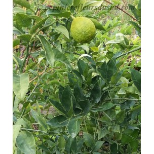https://www.pepinierefleursdusud.com/643-thickbox_default/fremontodendron-californicum.jpg