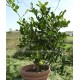 Fremontodendron californicum