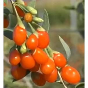 https://www.pepinierefleursdusud.com/651-thickbox_default/feijoa-sellowana.jpg