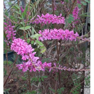 https://www.pepinierefleursdusud.com/652-thickbox_default/indigofera-kirilowii.jpg