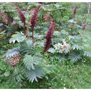 https://www.pepinierefleursdusud.com/658-thickbox_default/clerodendron-fragrans-ou-philippinum.jpg