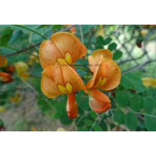 https://www.pepinierefleursdusud.com/668-thickbox_default/caesalpinia-gilliesii.jpg