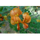 Caesalpinia gilliesii