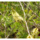 Grevillea juniperina