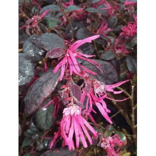 https://www.pepinierefleursdusud.com/670-thickbox_default/loropetalum-chinense-black-pearl.jpg
