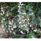 Seemannia nematanthodes 'Evita'