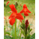 Ruellia humilis