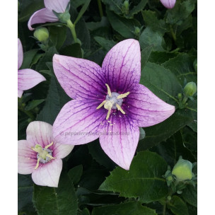 https://www.pepinierefleursdusud.com/688-thickbox_default/platycodon-grandiflorum-astra-bleu.jpg