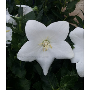 https://www.pepinierefleursdusud.com/689-thickbox_default/platycodon-grandiflorum-astra-bleu.jpg