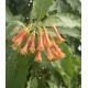 Iochroma coccinea