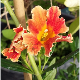 https://www.pepinierefleursdusud.com/695-thickbox_default/mimulus-diplacus-aurantiacus.jpg