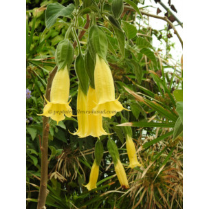 https://www.pepinierefleursdusud.com/696-thickbox_default/brugmansia-sanguinea.jpg