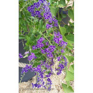 https://www.pepinierefleursdusud.com/697-thickbox_default/clerodendron-fragrans-ou-philippinum.jpg