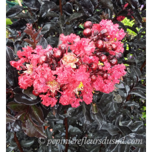 https://www.pepinierefleursdusud.com/698-thickbox_default/vitex-agnus-castus.jpg