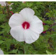 Hibiscus x moscheutos fireball, Hibiscus des marais
