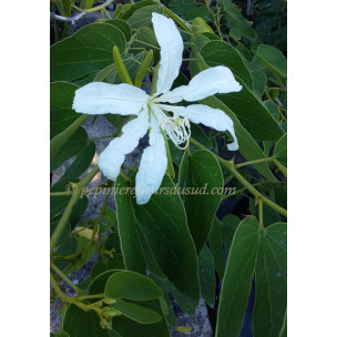 https://www.pepinierefleursdusud.com/706-thickbox_default/sesbania-punicea-ou-daubentonia.jpg