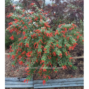 https://www.pepinierefleursdusud.com/707-thickbox_default/sauge-salvia-shell-dancer-.jpg